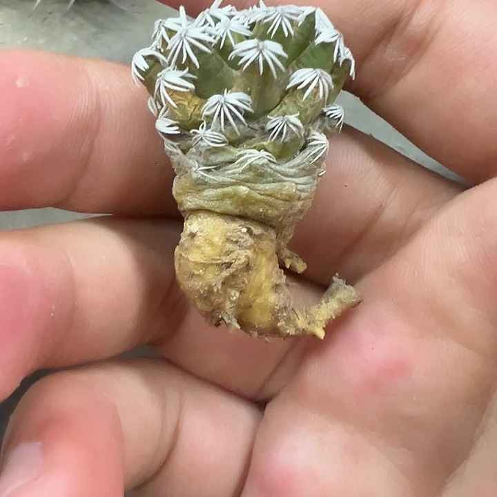 无花朵仙人球孤月丸