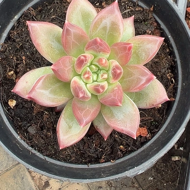 美人特价一物一拍