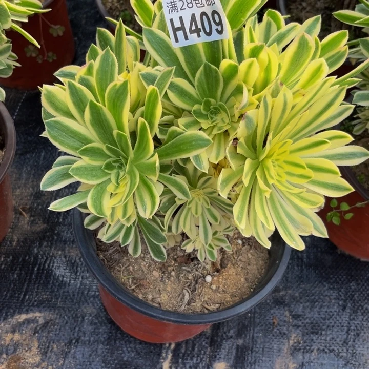 409多肉植物一物一拍