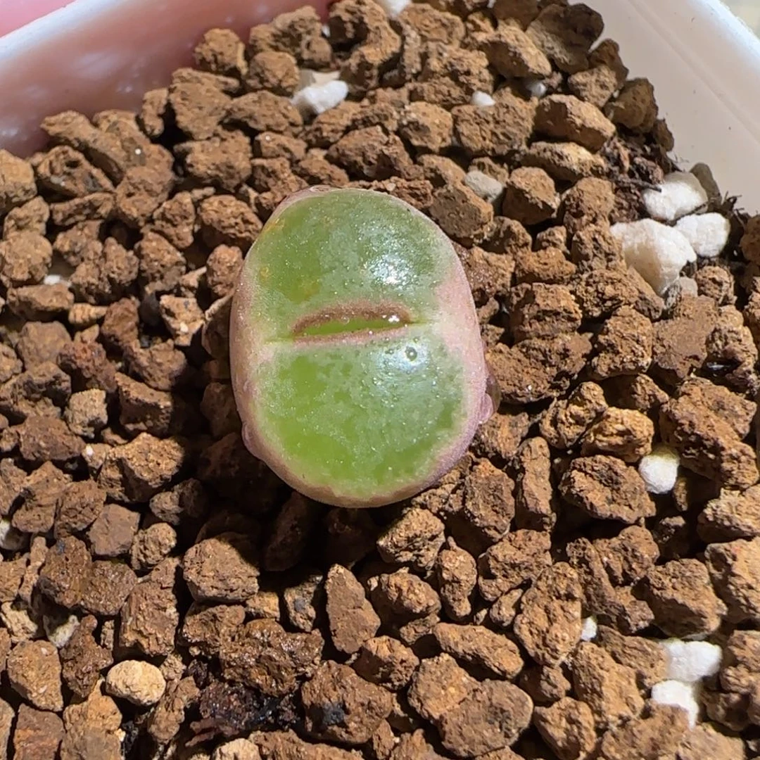 肉锥多肉植物组合-绿焰1377有疤