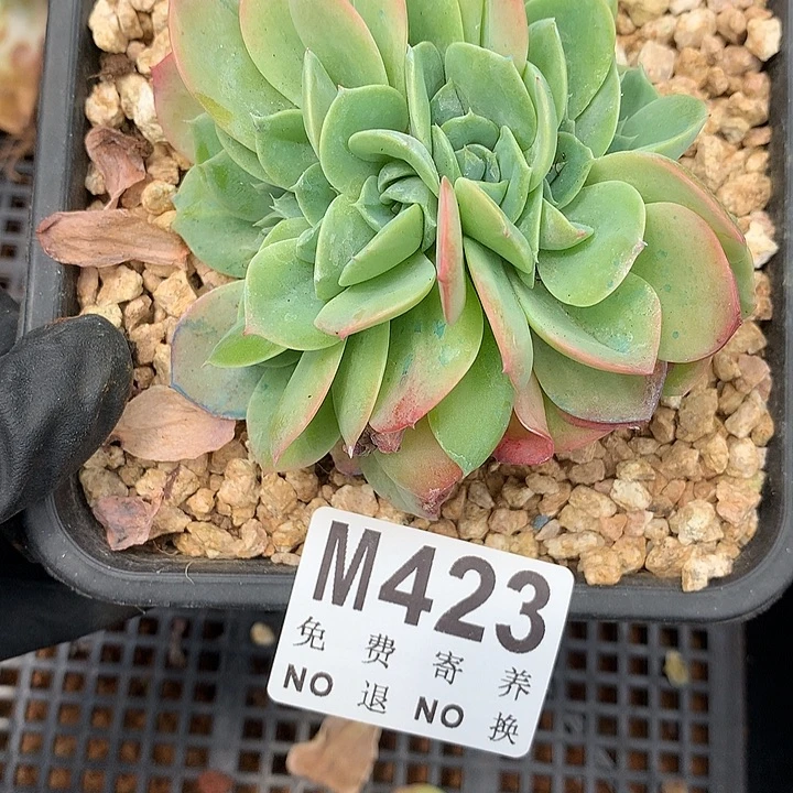杂交缀化 多肉植物 9.17号左右发