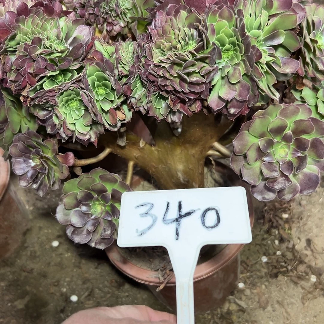 多肉植物万圣节缀花340