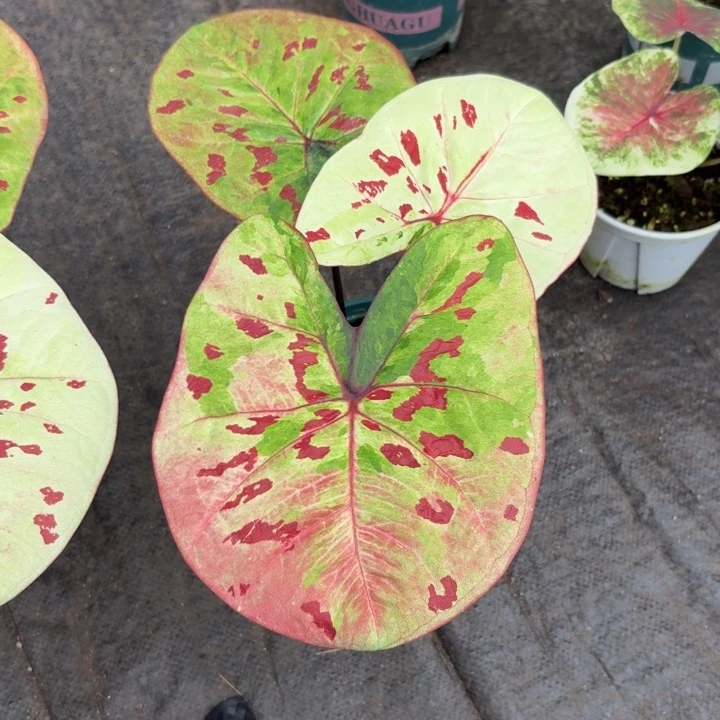 完全开放泰国彩叶芋