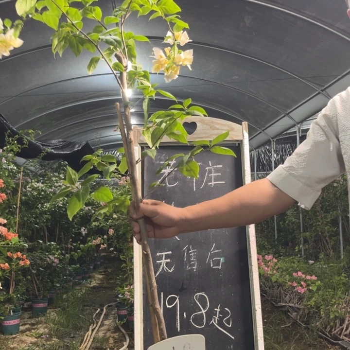 无花朵三角梅三角梅718