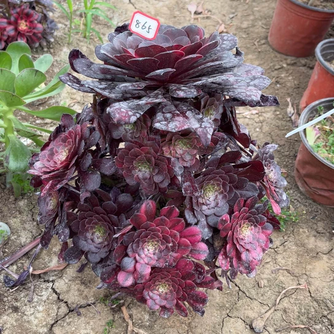 865多肉植物铜壶七彩