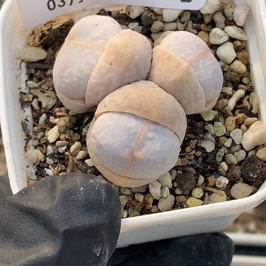 桃喜花园0309-70高尔夫