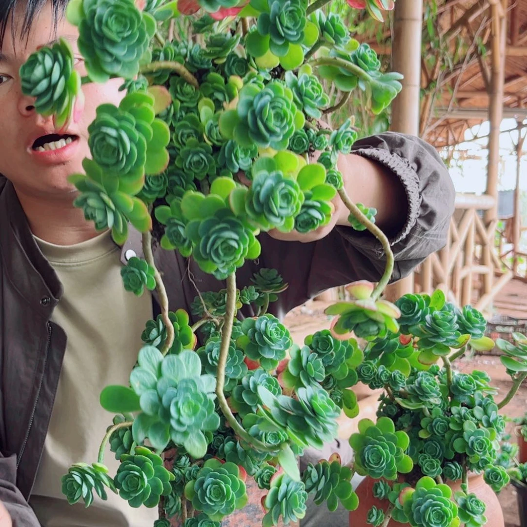 薄化妆精品多肉植物一颗