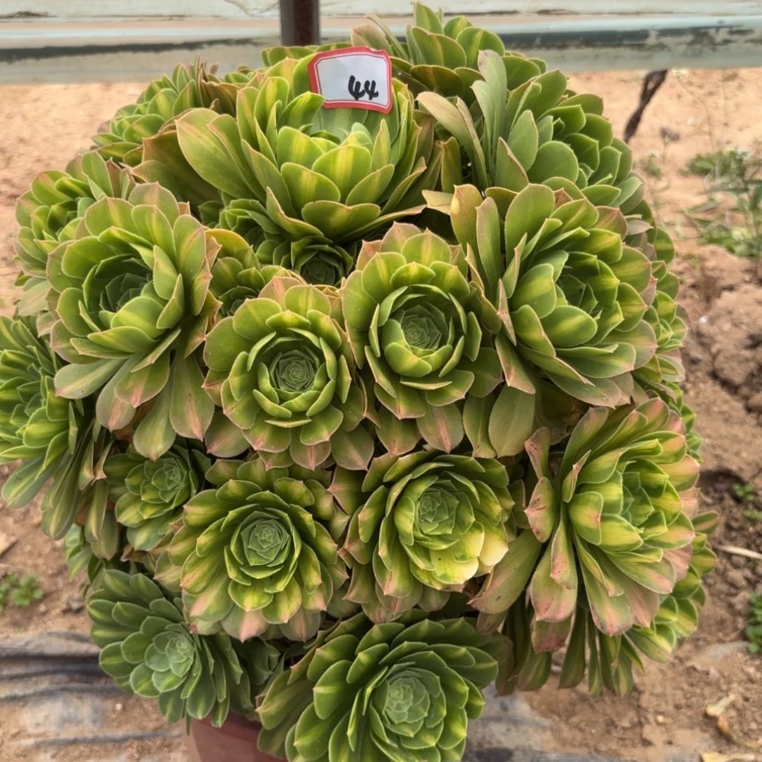 44翡翠琉璃多肉植物绿植