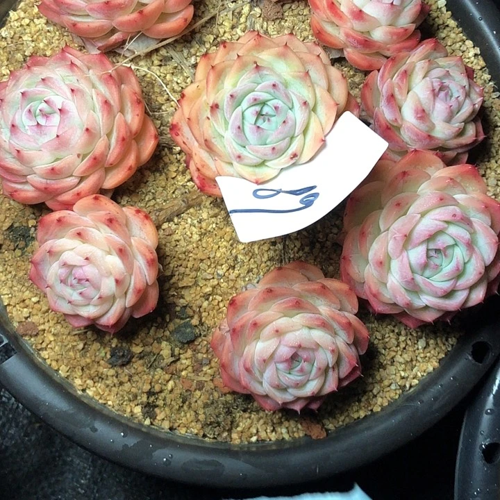 R****189/////////////////