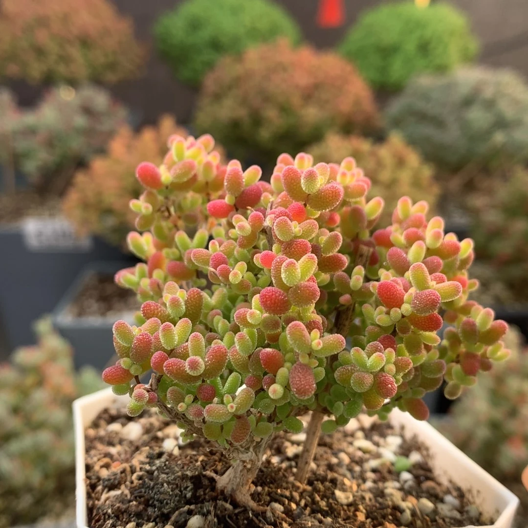 c373蜜橘糖球枝干番杏