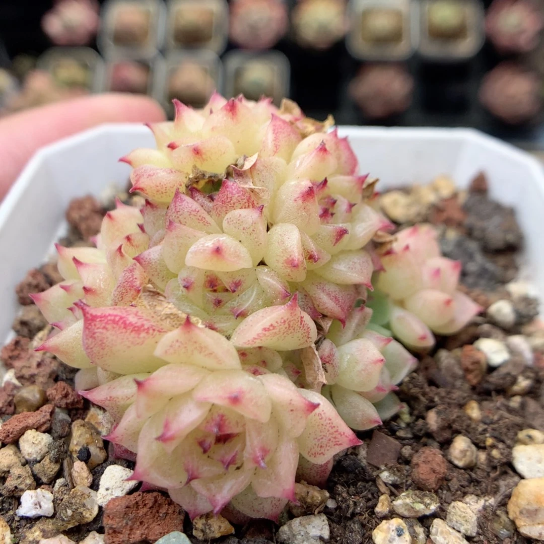 E61 ，20包邮两天凑单偏远不发货