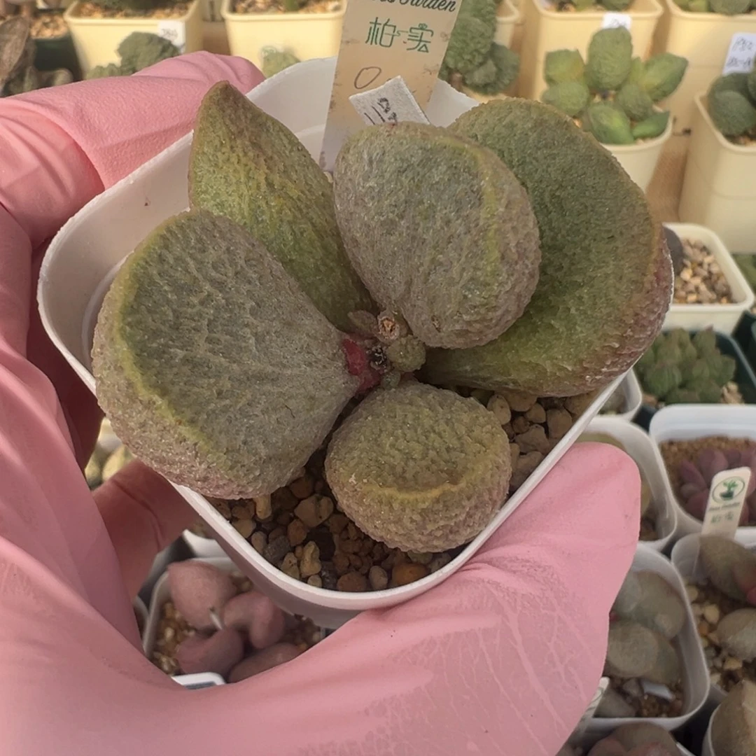 394实生杂交黄体肥嘟嘟