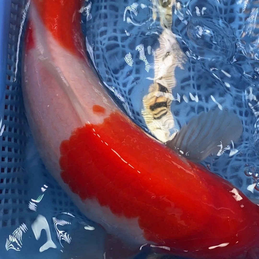 锦鲤冷水锦鲤包邮