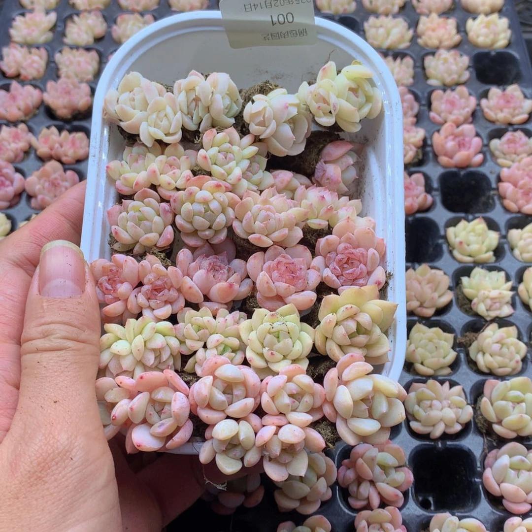 反反复复还是很开心的001