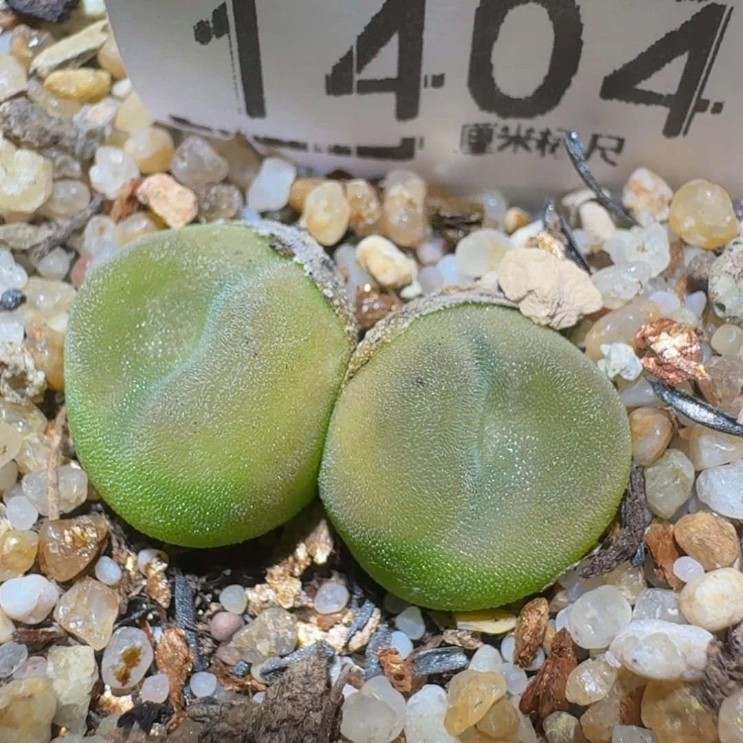 zzzzz精品生石花1404水晶鞋