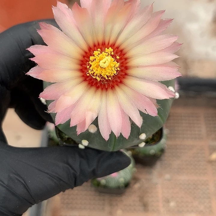 完全开放张*涛仙人球实生赤花兜