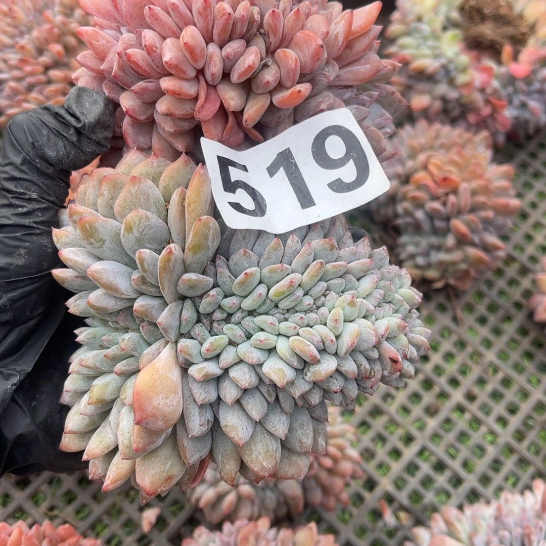 519号2颗微瑕1444455545