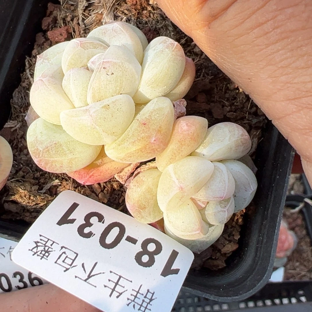 小卡拉米糖心一物一拍18-31