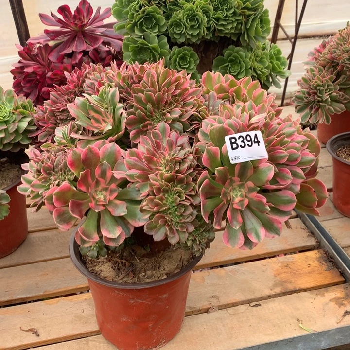 394香妃缀多肉法师