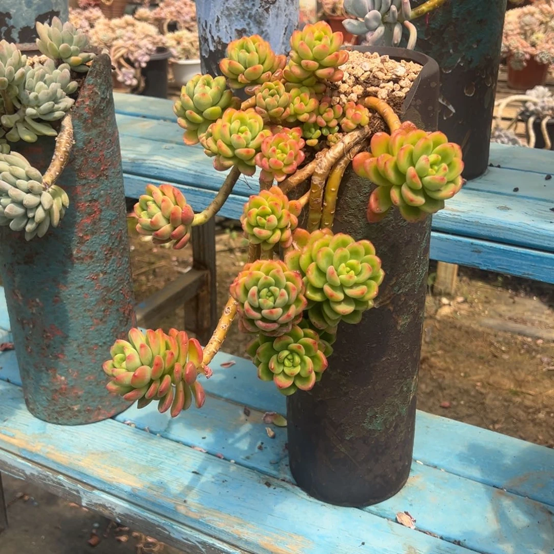 露养老桩脱土裸根香格里拉