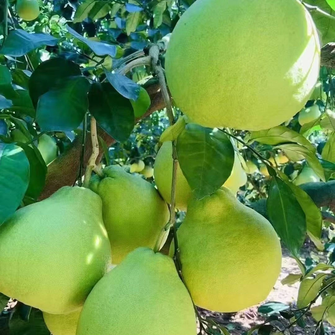 广东省拍梅州松口纯甜沙田柚产地直发
