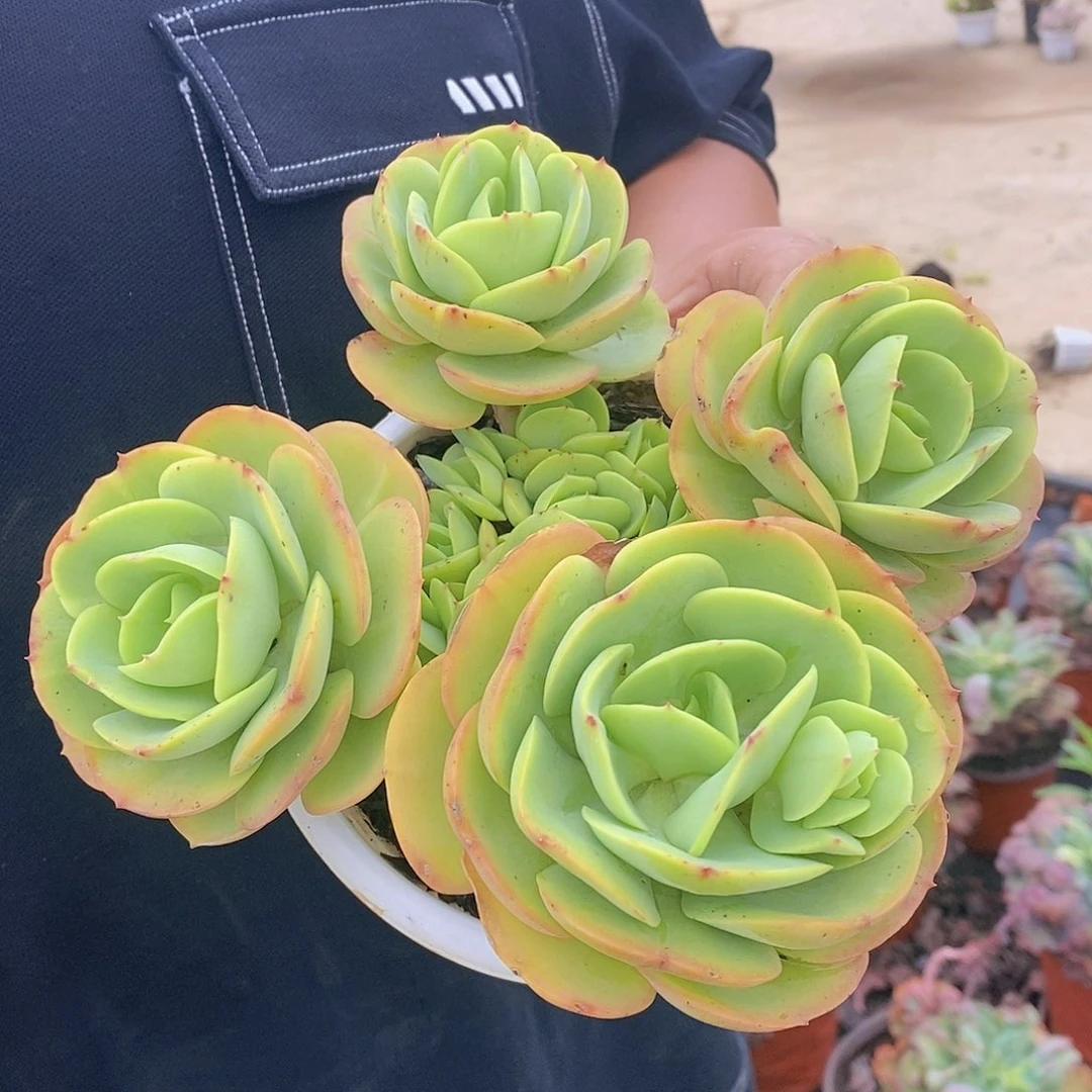 鸡蛋碧桃四头起发一盆，160杯