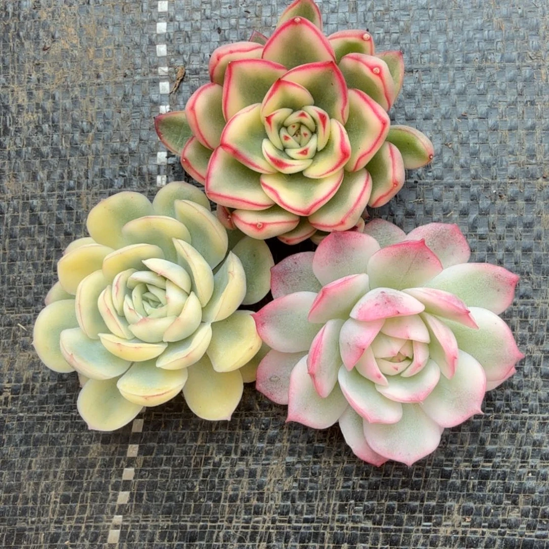 组合拍特价锦上园艺一物一拍