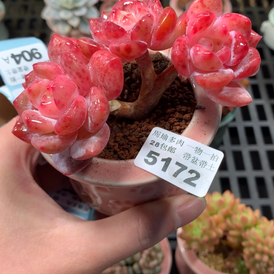5厘米盆精控多肉5172