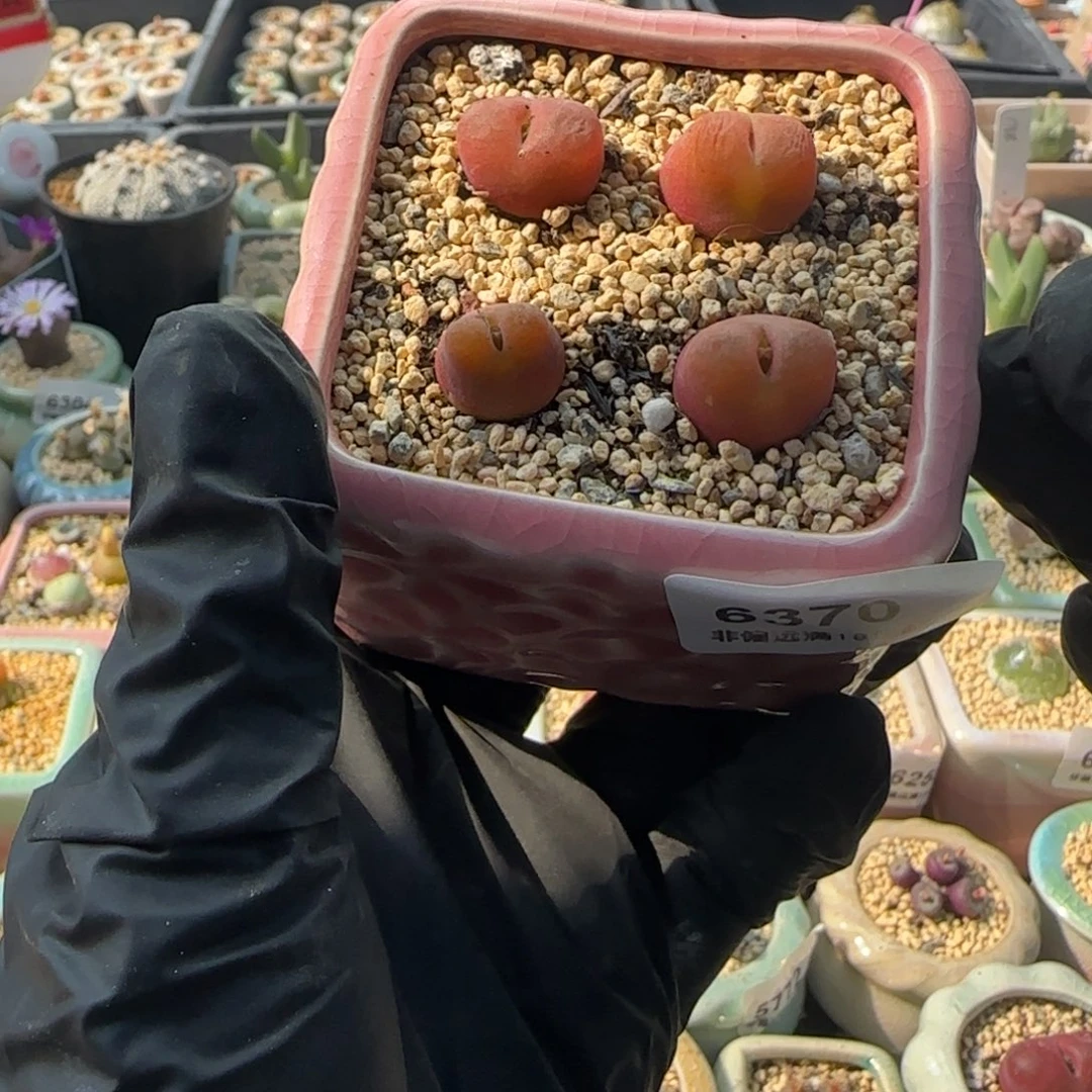 6370-一物一拍 带盆 1430.5