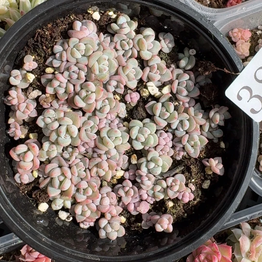 多肉植物多肉植物387