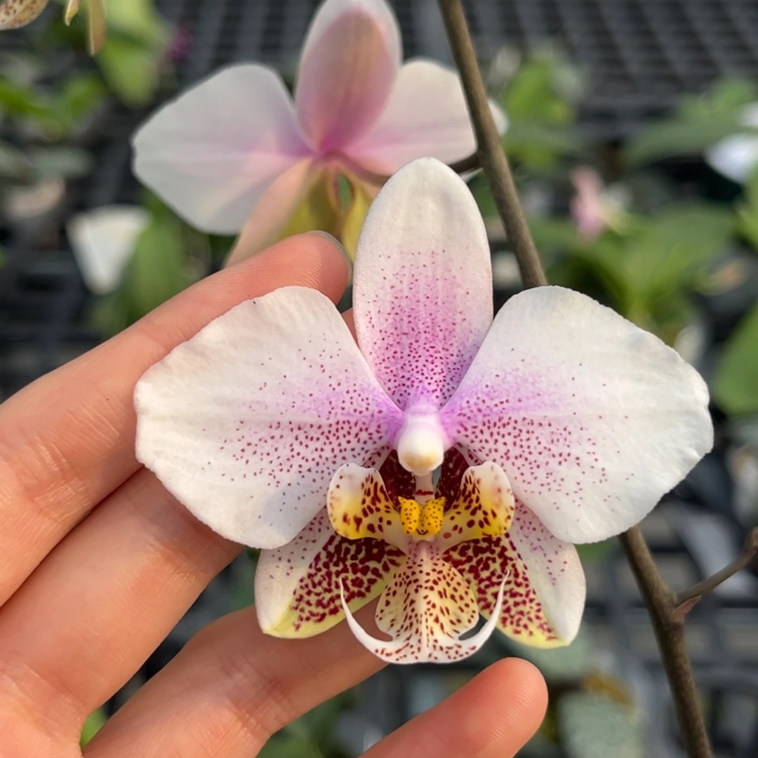 完全开放2.5寸西交白开花株