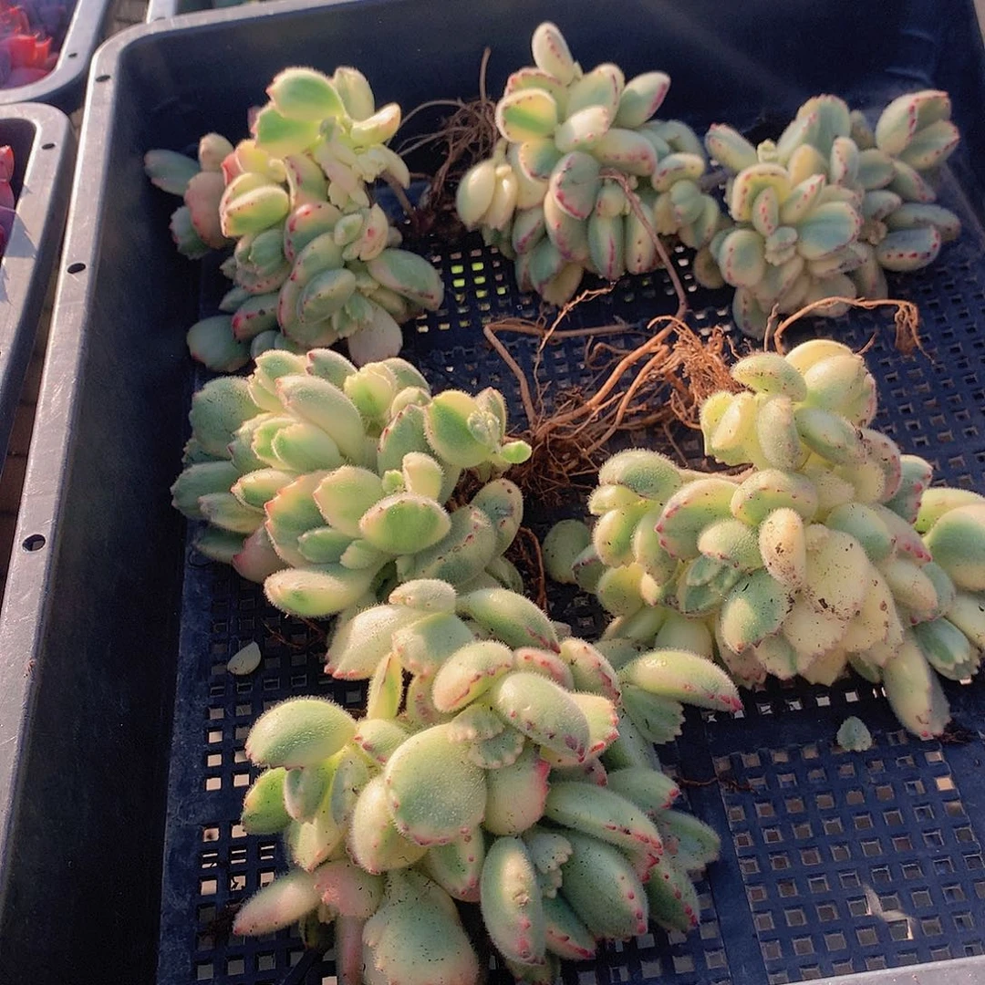 彩虹熊34567889900000