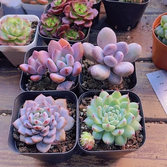 奥普。星星成。梦瑶。桃美人