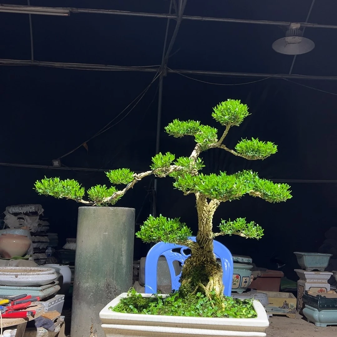 无花朵୧****广东雀舌黄杨盆景