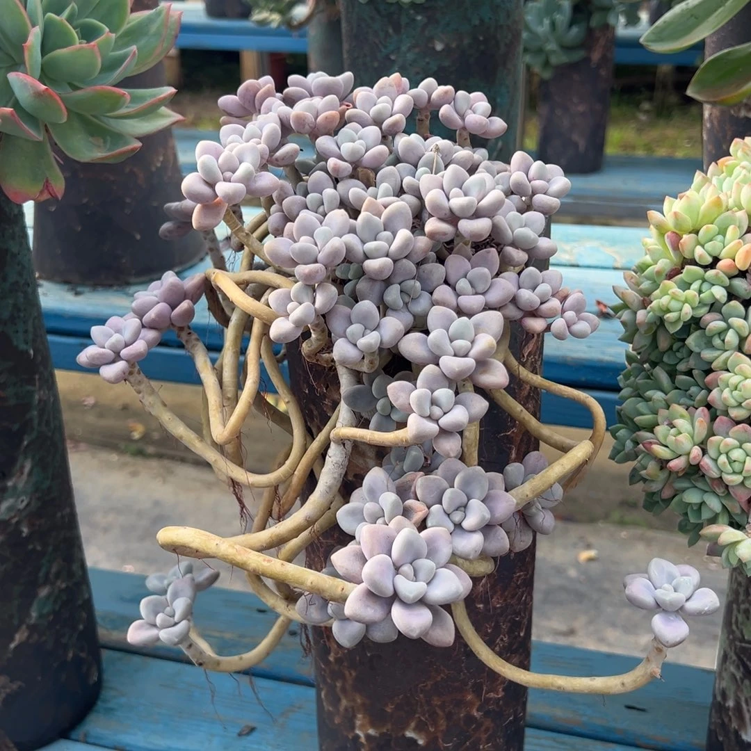 老桩艾伦裸肉发货