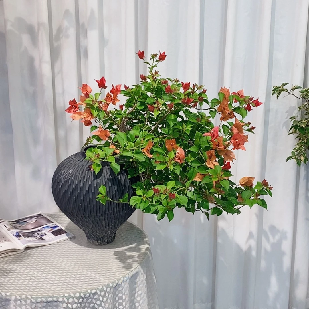 【闪购商品】完全开放好****?佩德罗