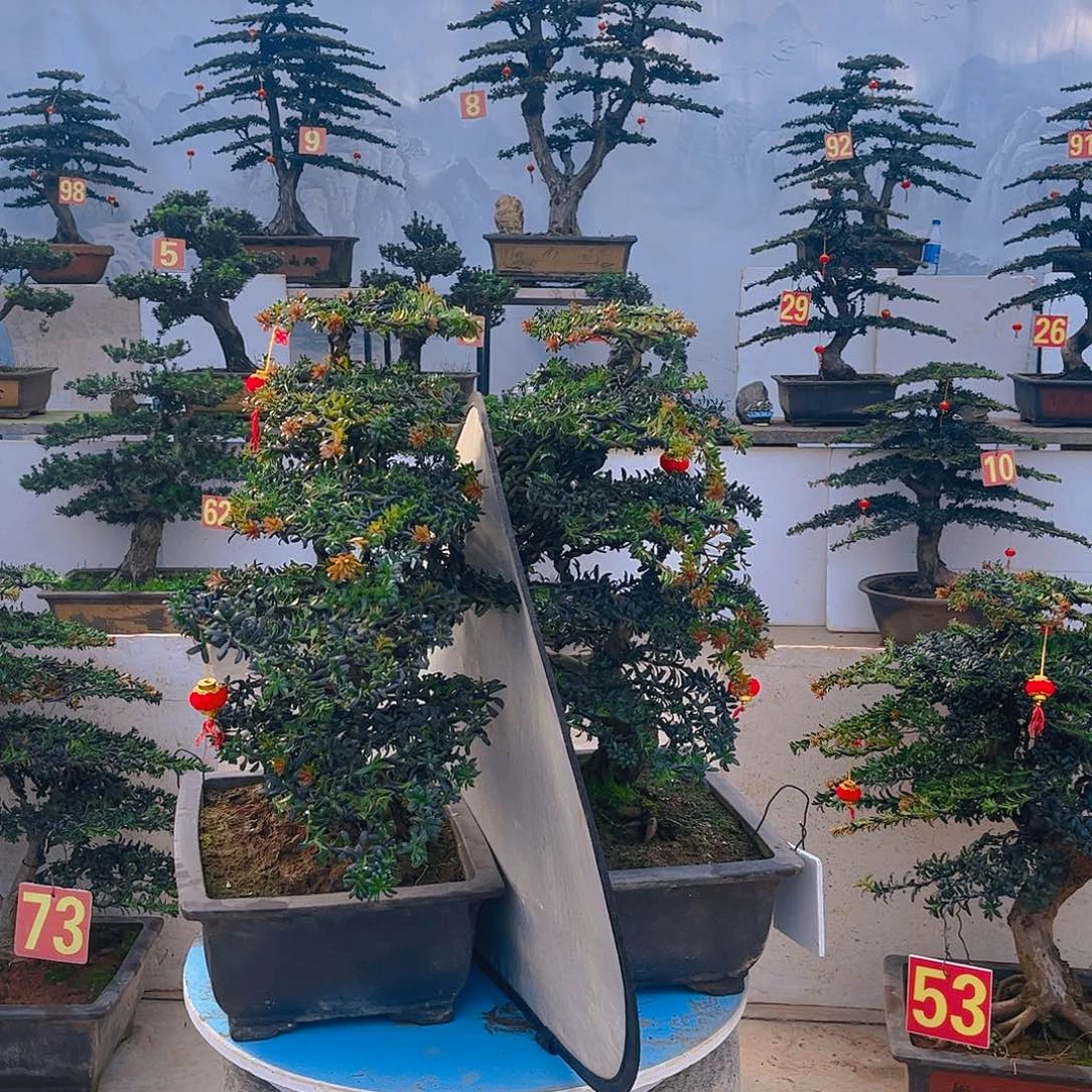 用***1无花朵老桩老盆罗汉松