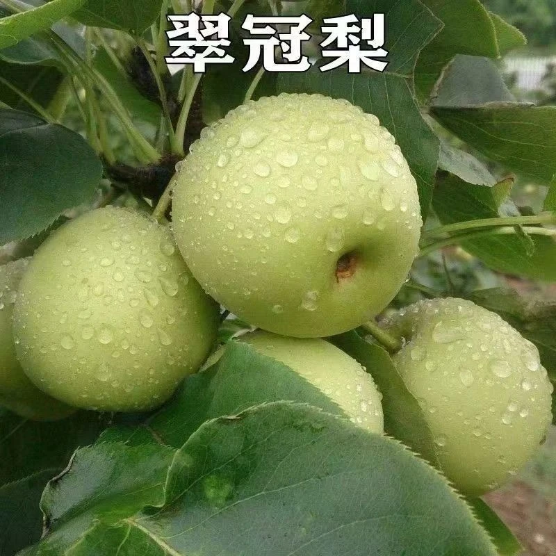 翠冠梨树苗 正宗嫁接翠冠梨树苗脆冠梨蜜梨树苗南方北方种植果树