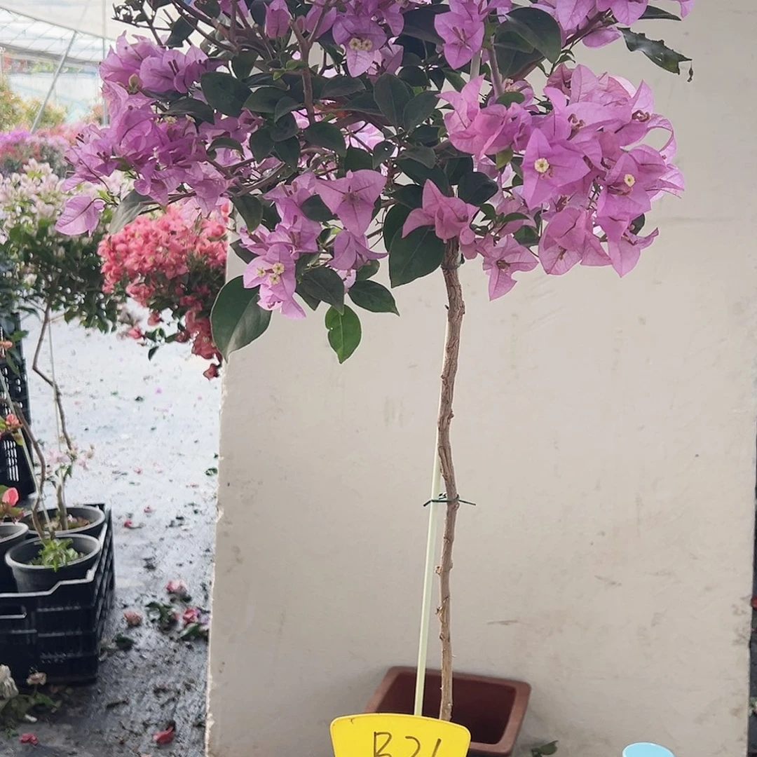 *****大部分花苞少量开放B21巴西紫