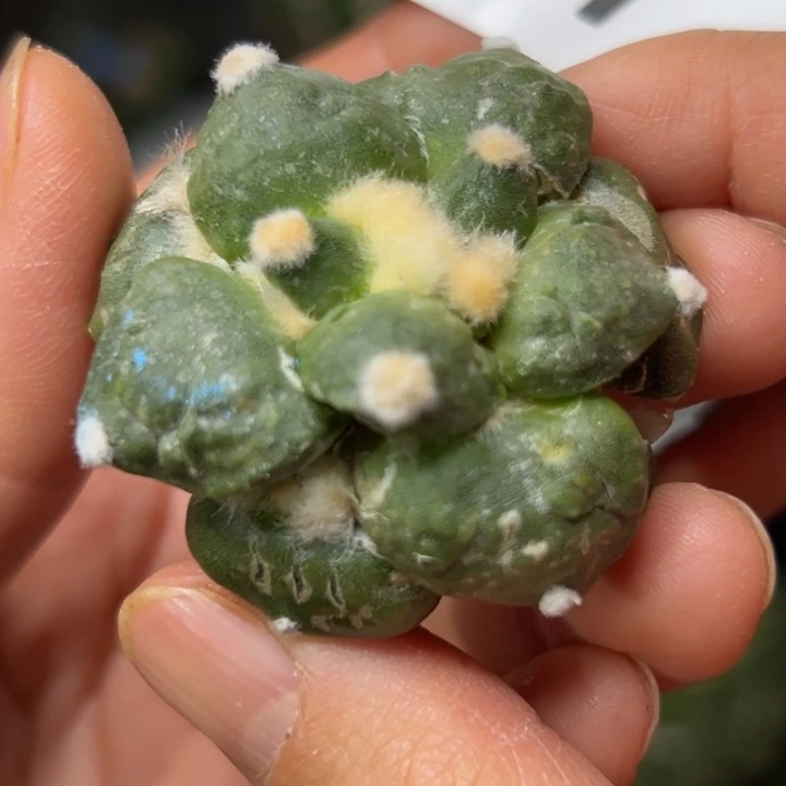 167 丸叶 仙人球的故事 有根