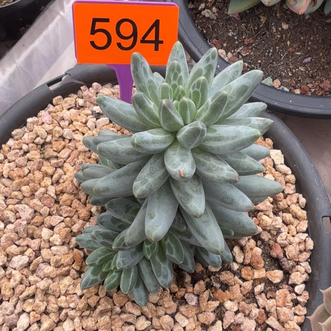 小***量伊卡鲁斯多肉植物594