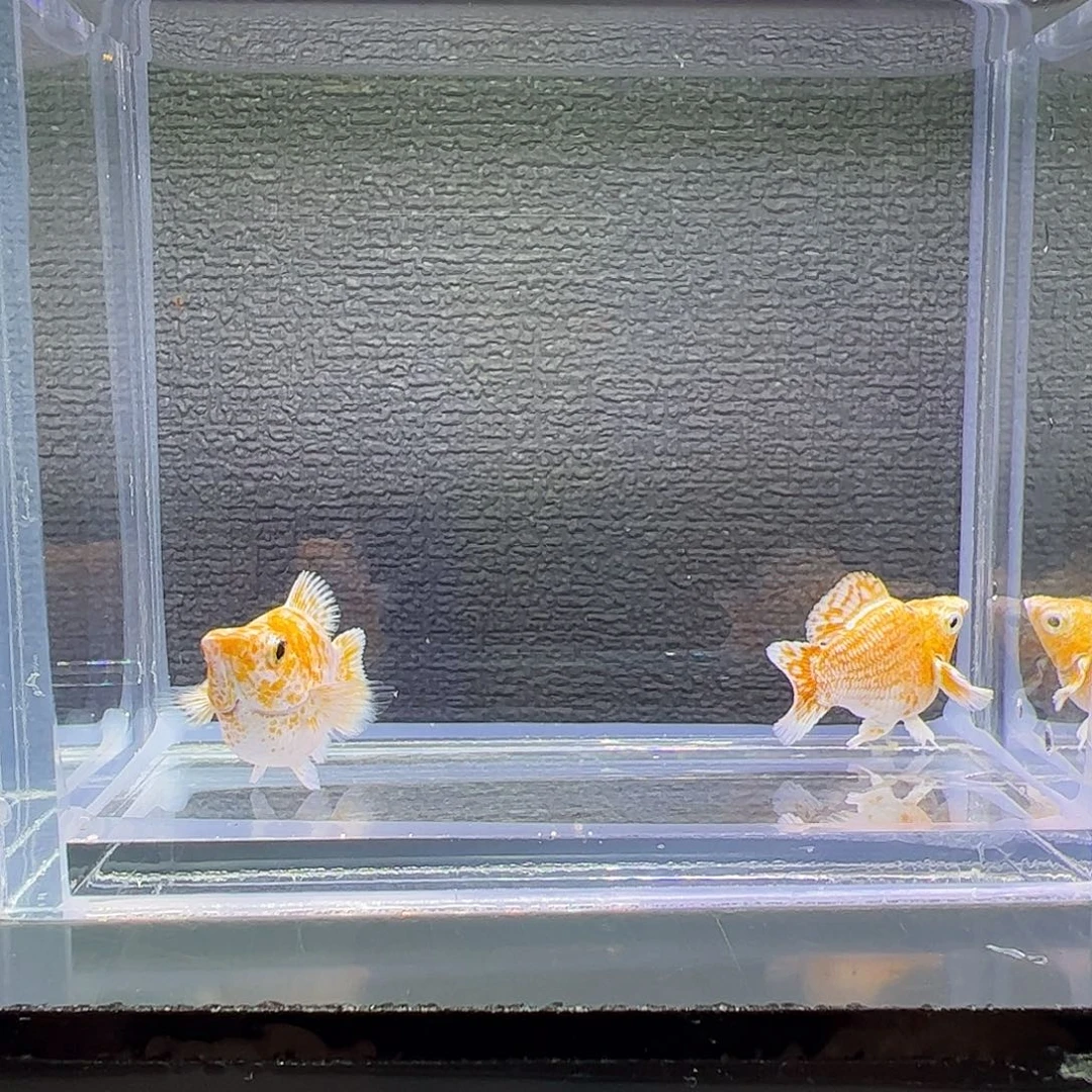 孔雀鱼樱花元宝体