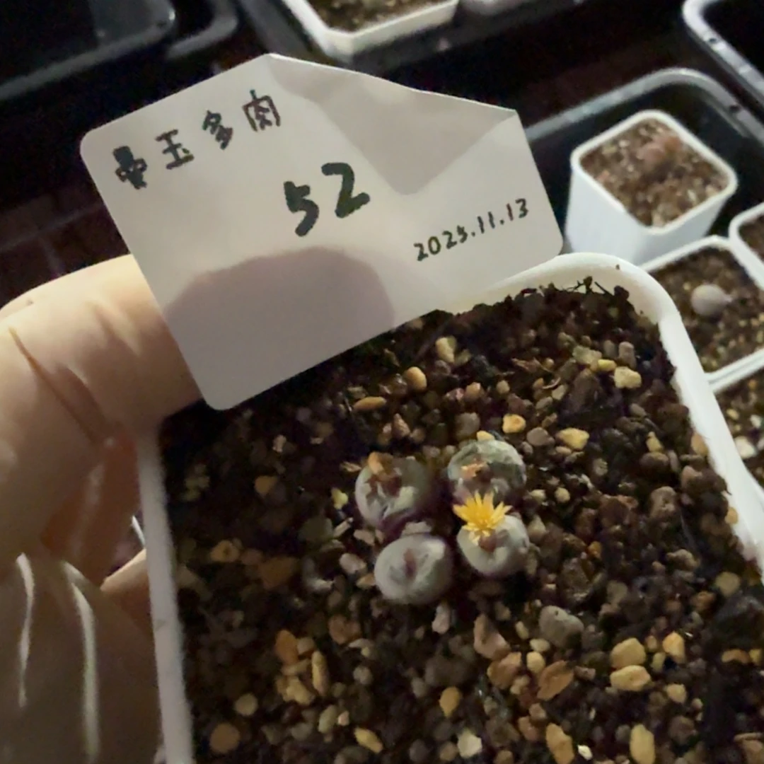 豆***～多肉多肉多肉11.13-052贝特芬嘴