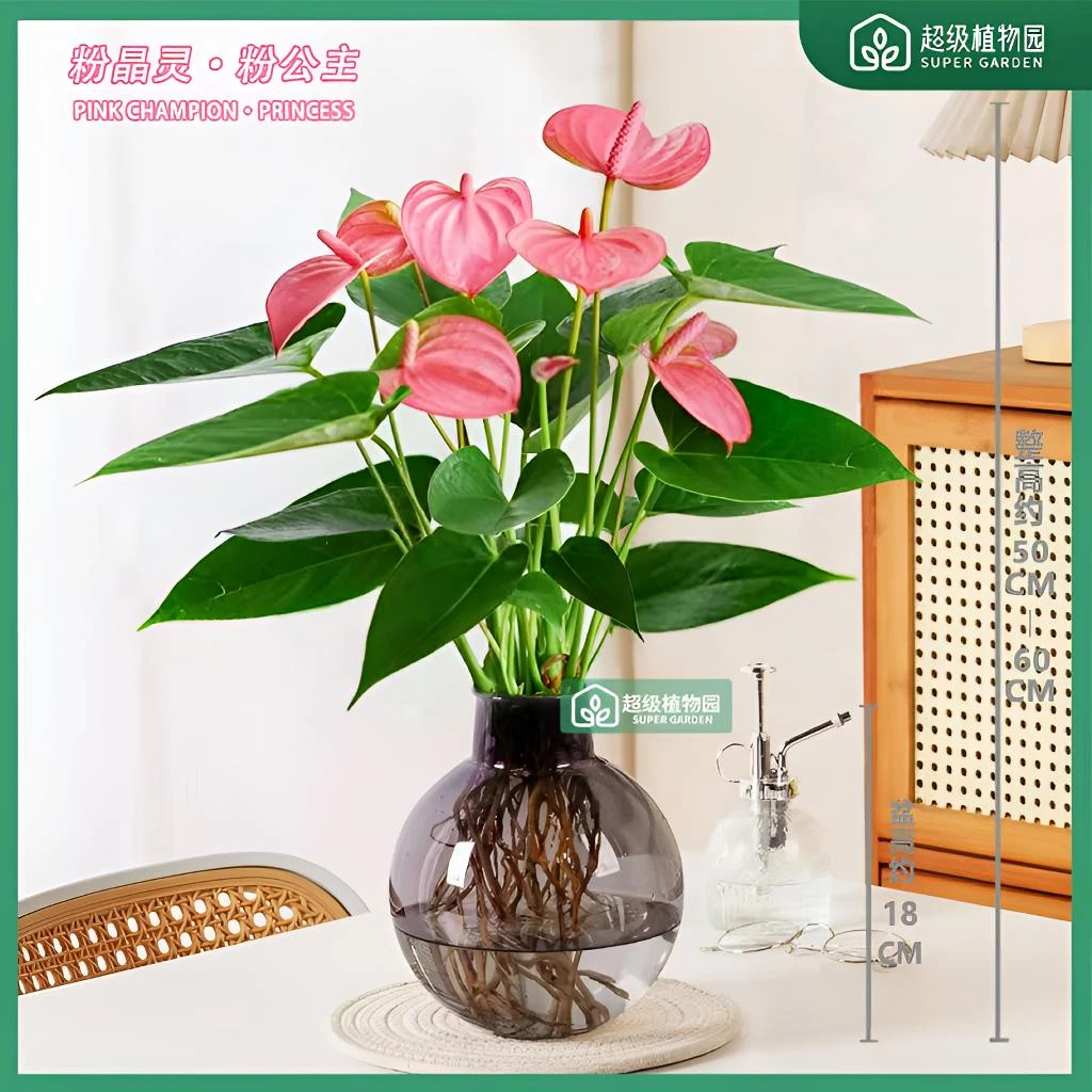 【带花发货】粉掌粉精灵水培花卉盆栽室内绿植客厅净化空气
