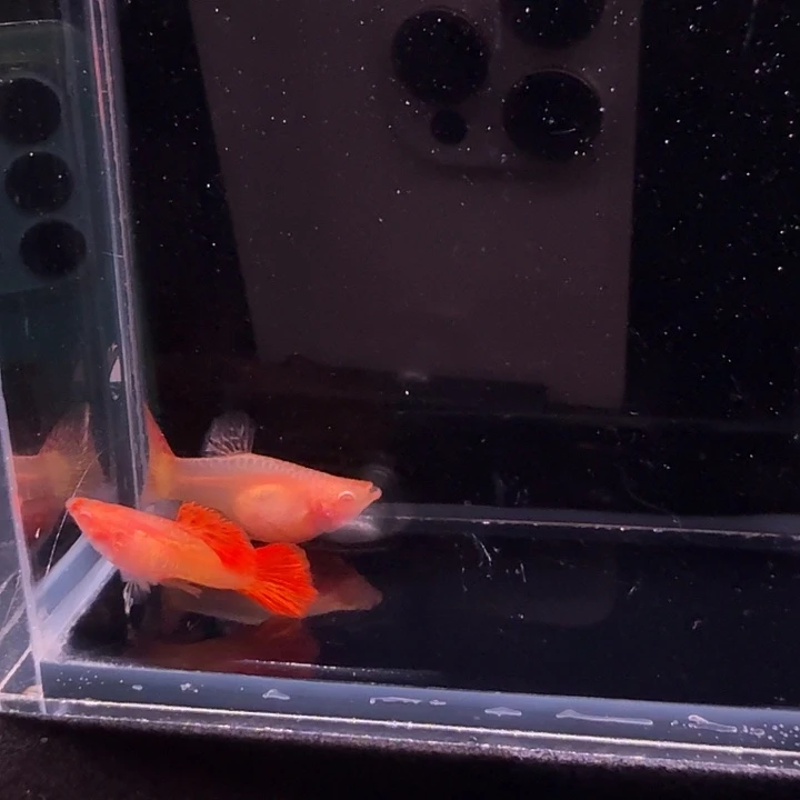 孔雀鱼红龙白子玻璃猫种鱼1对