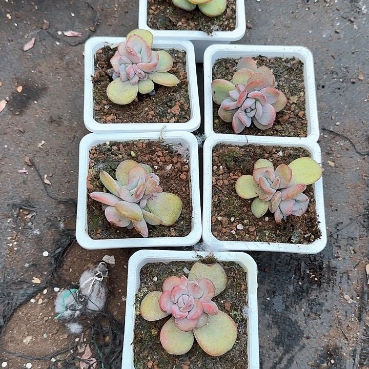 弥****云青蛙王子儿童牙膏1111