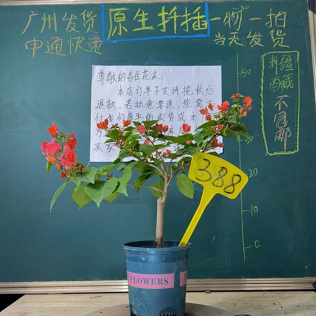 当前无花栽培后可以开花 福利 绿叶夕阳红  388