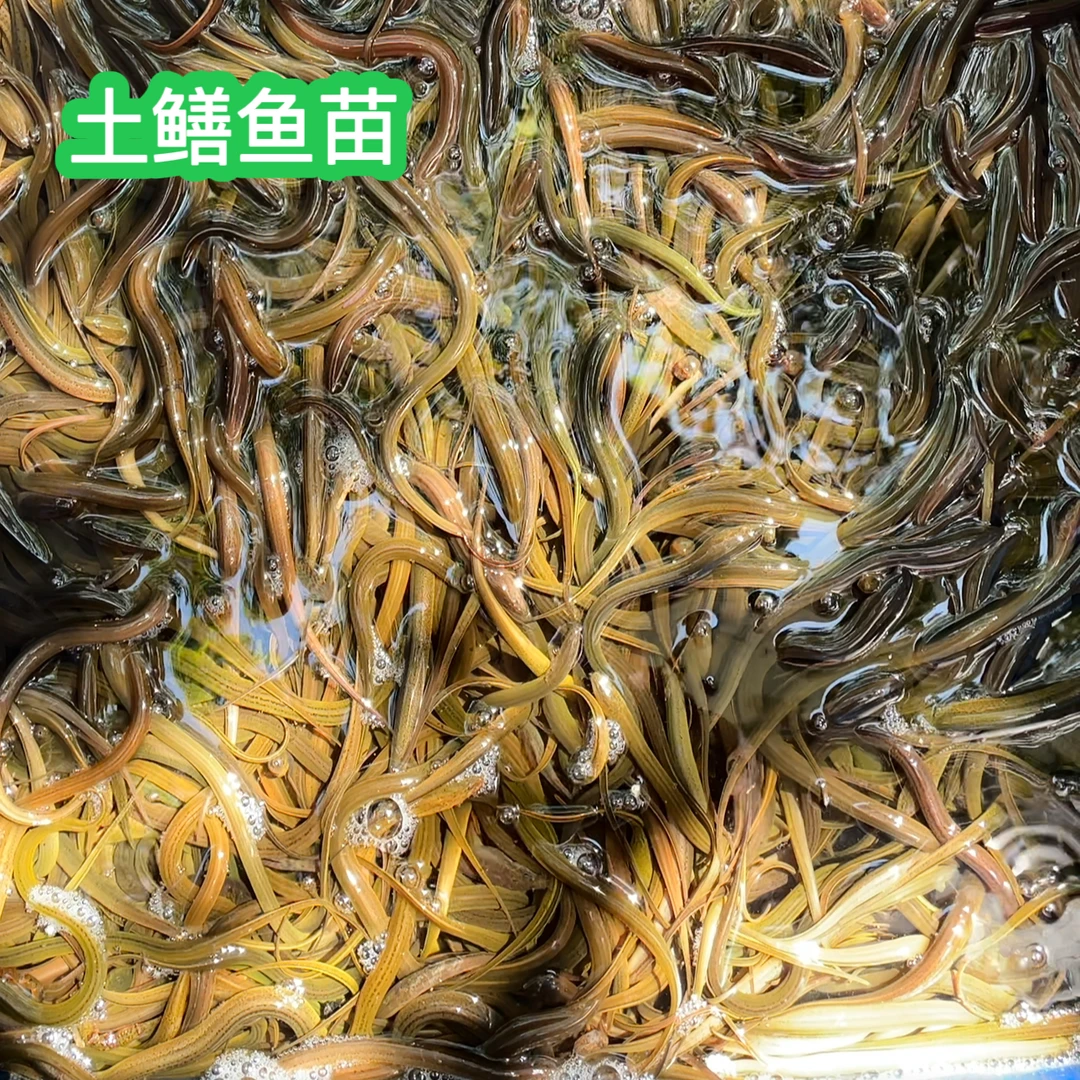 四川稻田鳝鱼苗土鳝鱼小黄鳝稻田鱼塘可以直接放养1斤起发