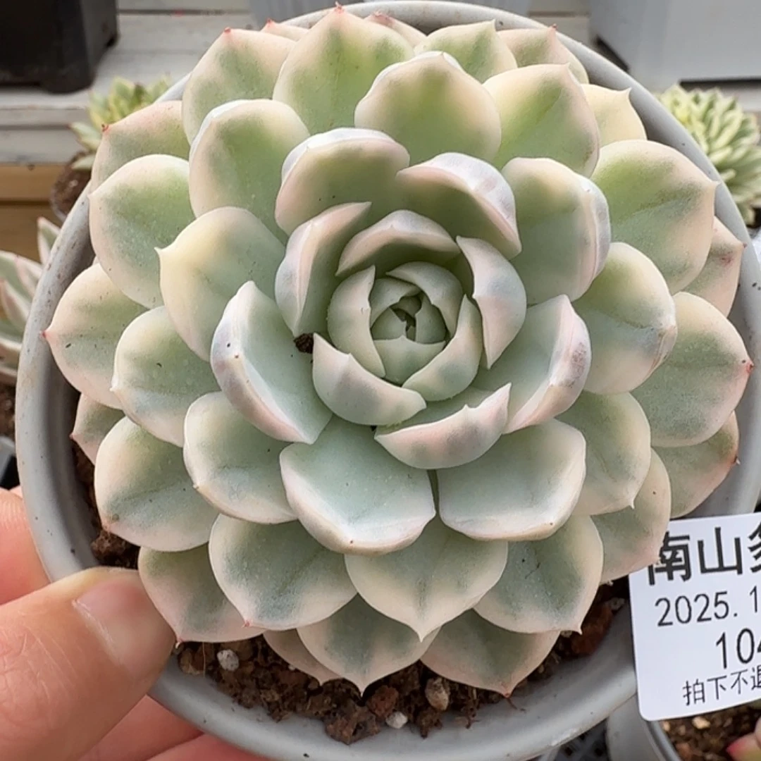 雪球锦111111120-104