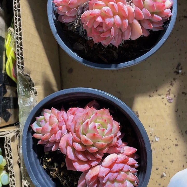 沙漠玫瑰90盆带盆土